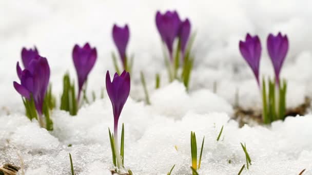 Beaux crocus de printemps — Video