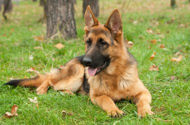 Alman çoban köpeği.