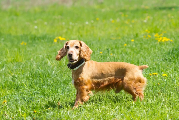 可卡犬 — 图库照片