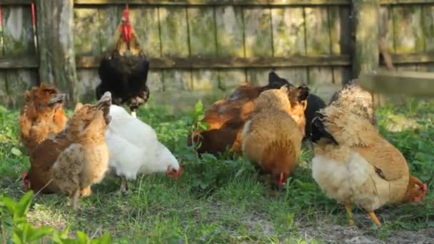 Kycklingar på gräset — Stockvideo