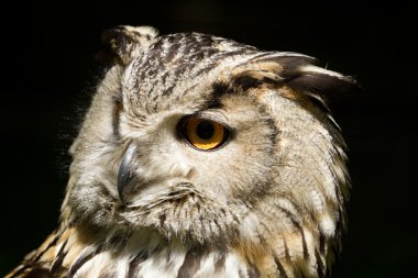 portre kuş bubo bubo