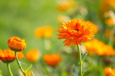 calendula çiçek