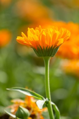 calendula çiçek