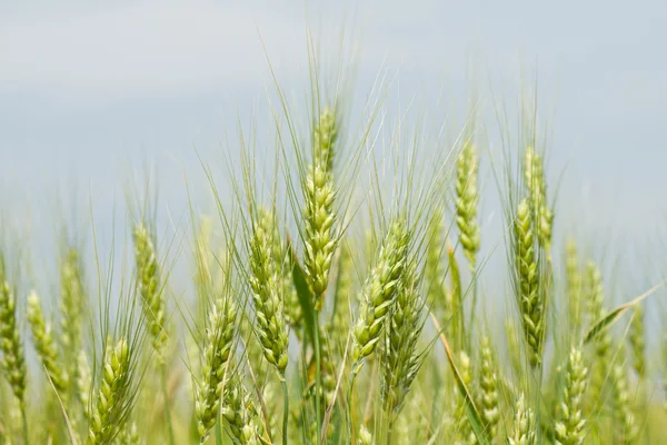 Unripe green wheat — Stock Photo, Image