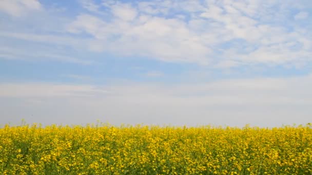 Rapeseed flowers — Stock Video