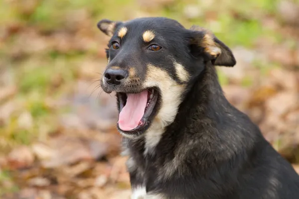 子犬犬の肖像画 — ストック写真