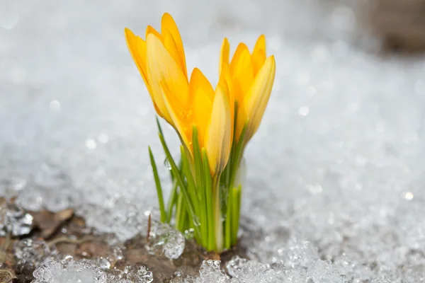 Gelber Krokus — Stockfoto