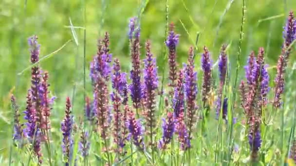 Lupine flores — Vídeo de Stock