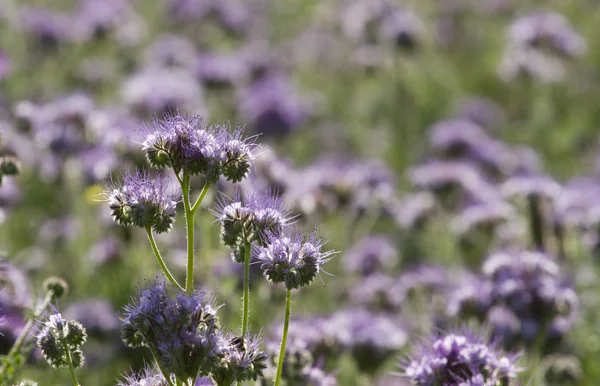 Phacelia květ — Stock fotografie