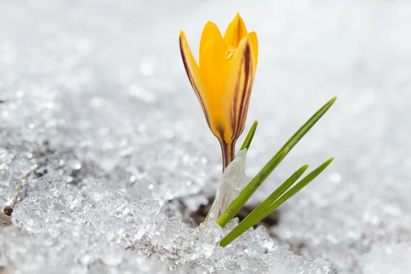 Gelbe Krokusse — Stockfoto