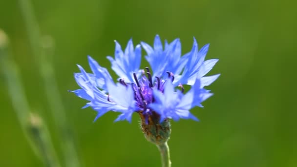 Flor de milho azul — Vídeo de Stock