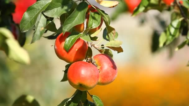 Manzanas jugosas — Vídeo de stock