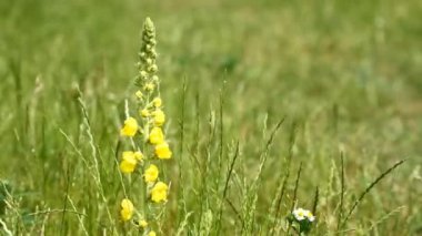 büyük sığırkuyruğu sarı çiçek