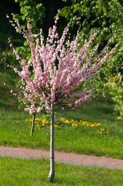 Genç sakura ağacı