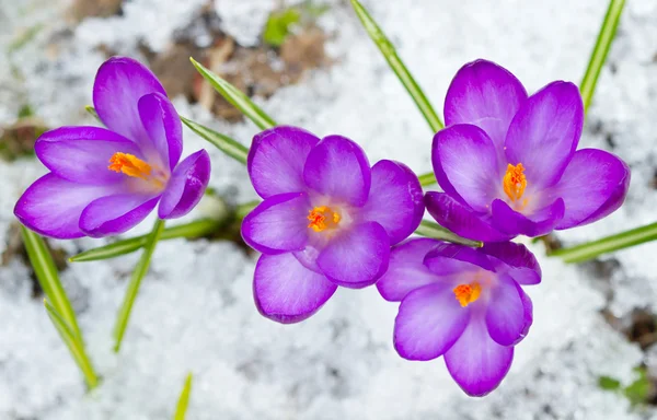 Bonitos crocos de primavera — Fotografia de Stock