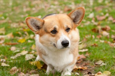 Galce corgi pembroke