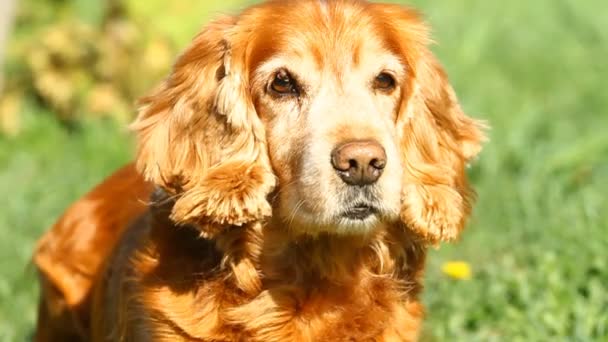 Englischer cocker spaniel — Stockvideo