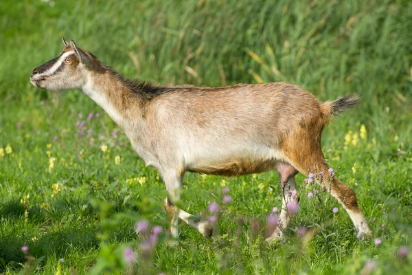 Young goat pasture — Stock Photo, Image