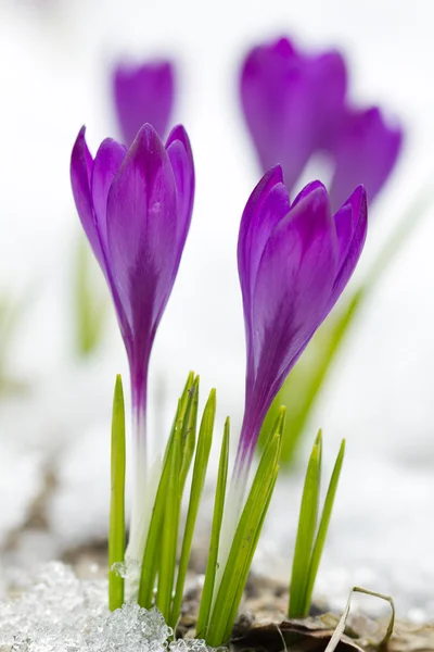 美丽的紫番红花 — 图库照片