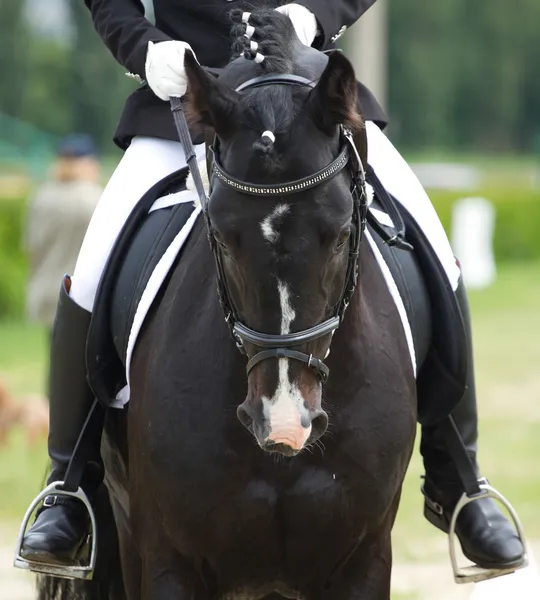 Dressage horse and rider — Stock Photo, Image