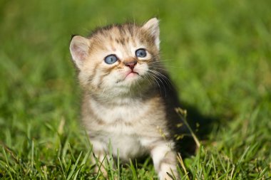Bebek kedi çim