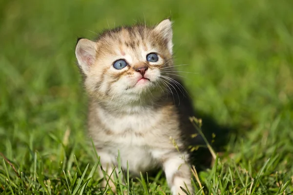 Miminko kotě v trávě — Stock fotografie