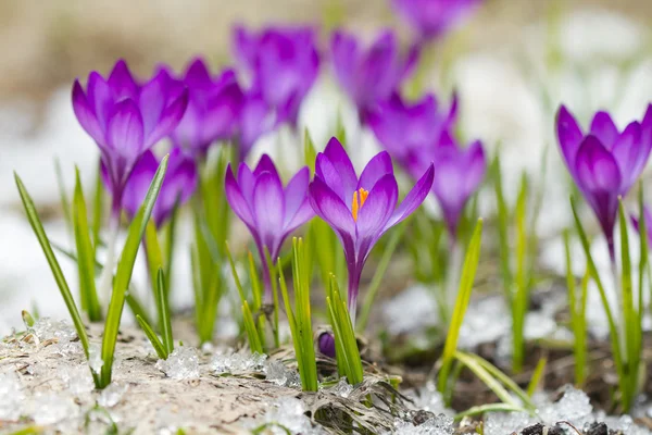 Beautiful violet crocuses — Stock Photo, Image