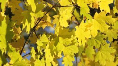 Sonbaharda akçaağaç