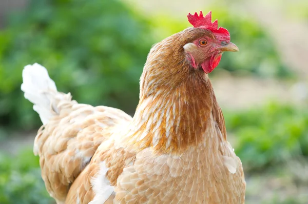 Retrato de um frango — Fotografia de Stock