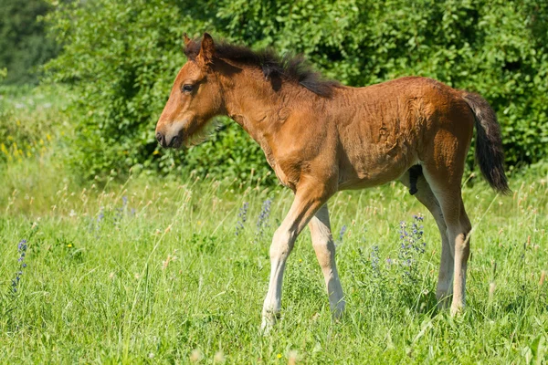 Hermoso potro — Foto de Stock