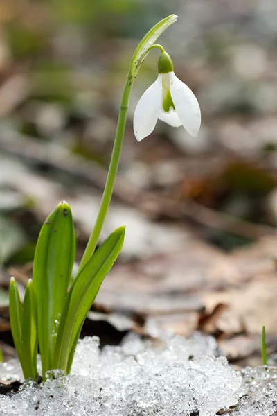 Primavera flores gota de neve — Fotografia de Stock