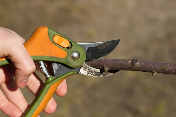 Scheren-Garten fällt Baum — Stockfoto