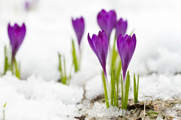 Crochi primaverili viola — Foto Stock