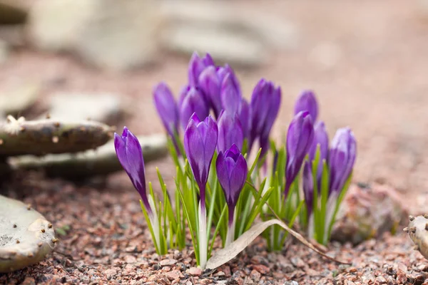 Frühlingskrokusse — Stockfoto