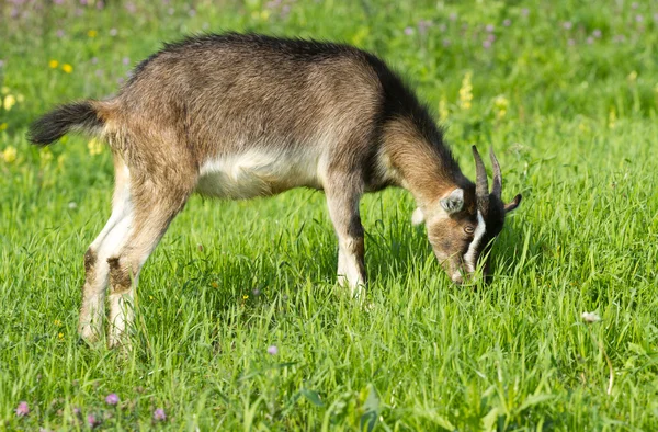 Kisgyerek a zöld fűben — Stock Fotó