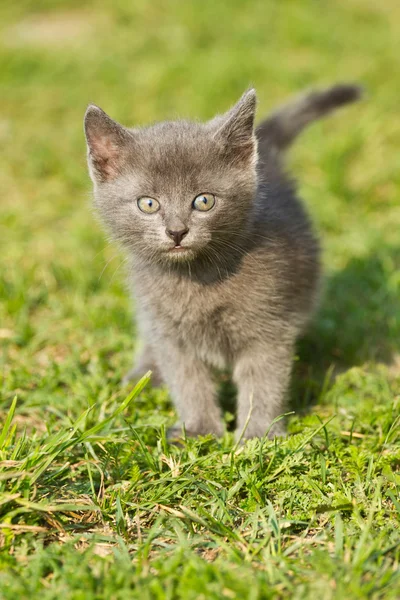 Bebé gato — Foto de Stock