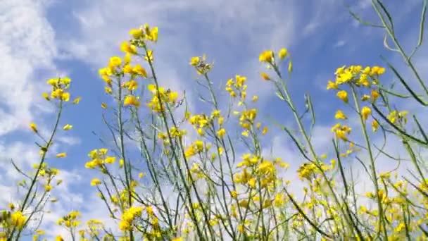 Florece flores de colza — Vídeo de stock