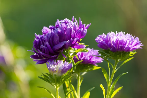 Aster flowers — Stock Photo, Image