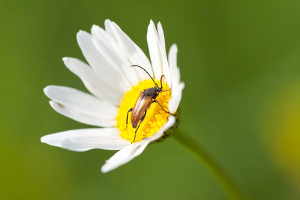 Kamomill blomma och skalbagge — Stockfoto