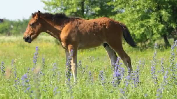 Bebé caballo — Vídeo de stock