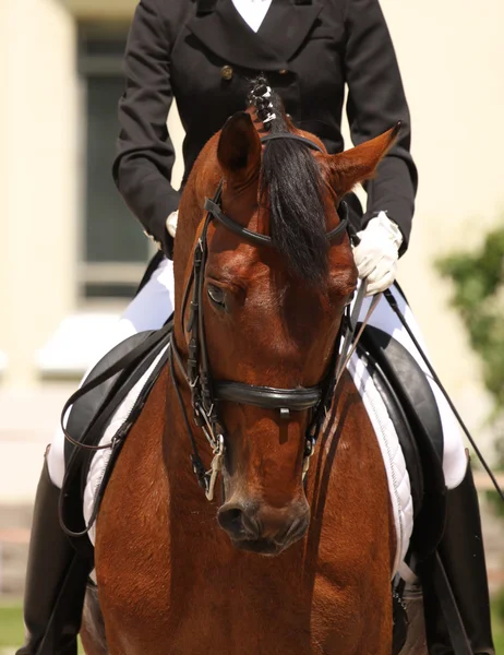 Dressage horse — Stock Photo, Image