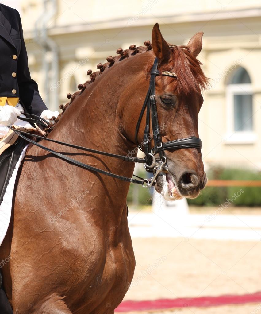 dressage horse and rider
