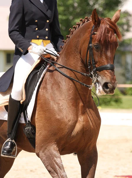 Caballo de doma — Foto de Stock