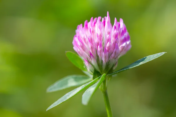クローバーの花の花 — ストック写真