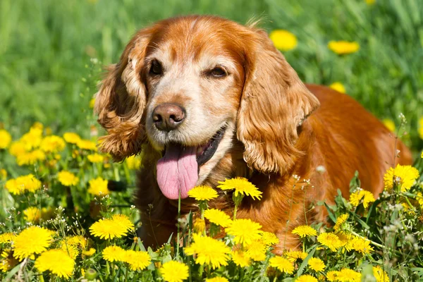 Engelsk cocker spaniel — Stockfoto