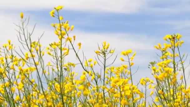 Flores de Colza Florece — Vídeo de stock