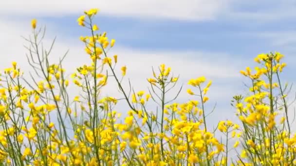 Rapsblüten blühen — Stockvideo