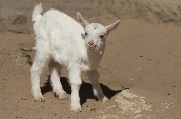 Beyaz çocuk keçi — Stok fotoğraf