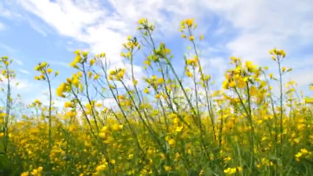 Rapeseed Flowers Blossoms — Stock Video