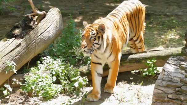 Tigre siberiano — Vídeos de Stock